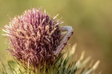 Caterpillar on Purple Thistle Flower © Shorifmiah