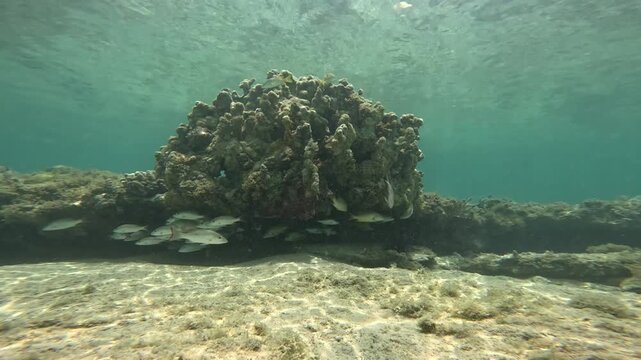 Small Fish Swimming Around Coral in Shallow Caribbean Water &ndash; Underwater Snorkeling Scene Vieques Puerto Rico