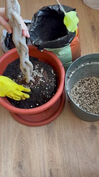 Repotting Indoor Ficus Tree into Larger Pot with Fresh Soil During Home Plant Care