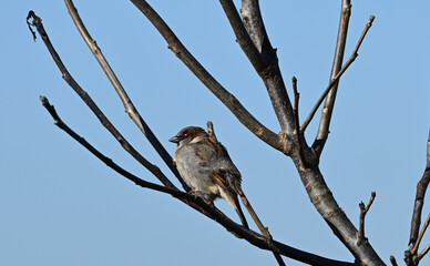 wróbel domowy, samiec,  siedzący na gałęzi drzewa zimą © Joanna