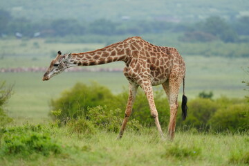 Naklejka premium girafe baissée