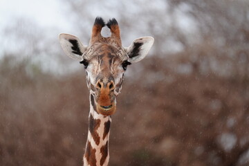 Obraz premium girafe gros plan de face