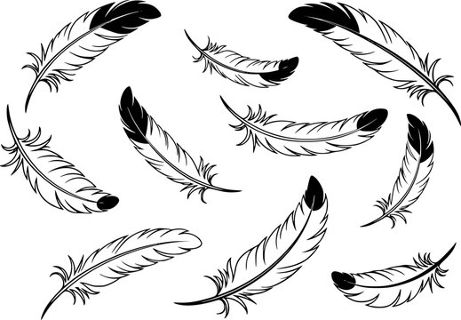 Black and white quill feather scattered a white background isolated