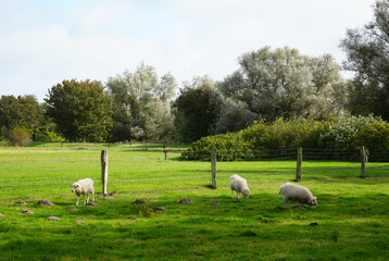 Obraz premium Three sheep graze on a pasture in north-eastern Germany