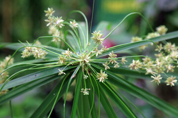 Macro image of Umbrella Plant bracts, England

