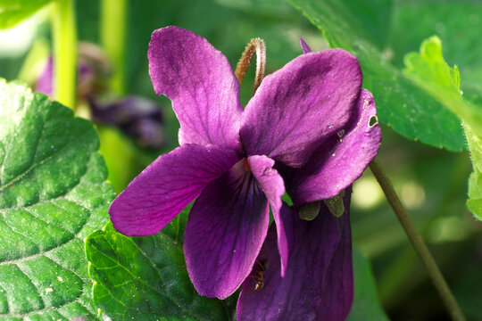 Viola odorata Sweet Violet flower petals color close up naturalistic