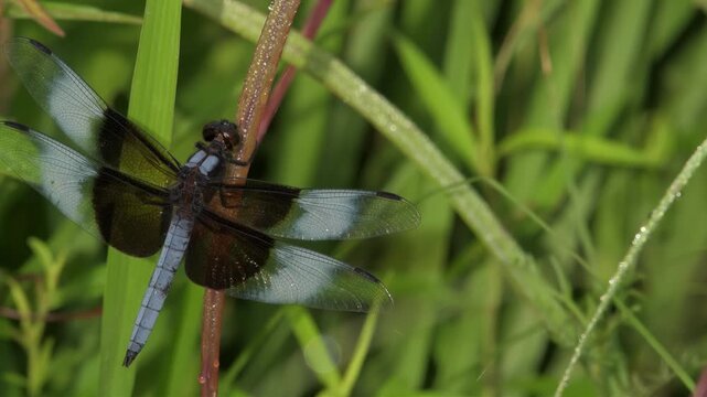 Close-up of a beautiful dragonfly with patterned wings resting on a blade of grass