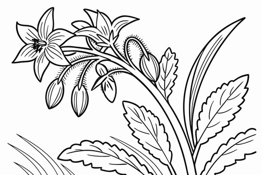 coloring page line art the borage flower black vector