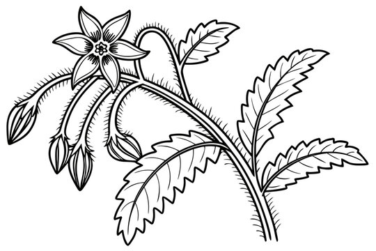 coloring page line art the borage flower black vector