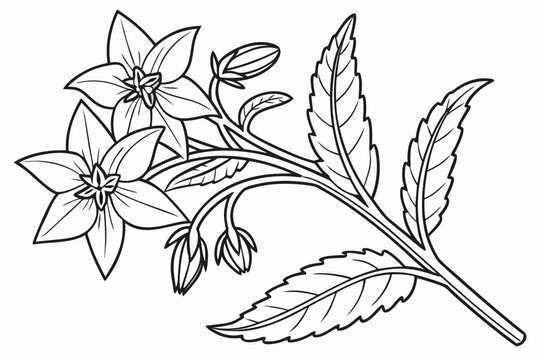 coloring page line art the borage flower black vector
