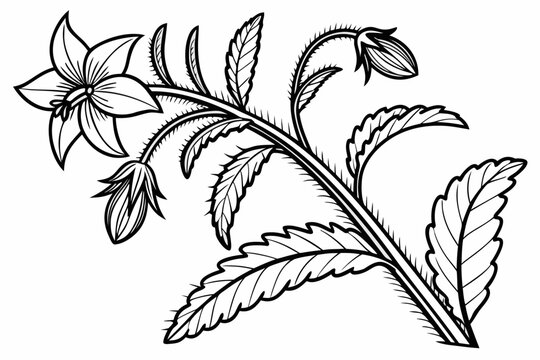 coloring page line art the borage flower black vector