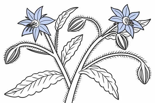 coloring page line art the borage flower black vector