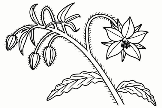 coloring page line art the borage flower black vector