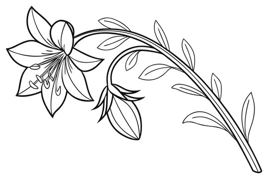 coloring page line art the borage flower black vector