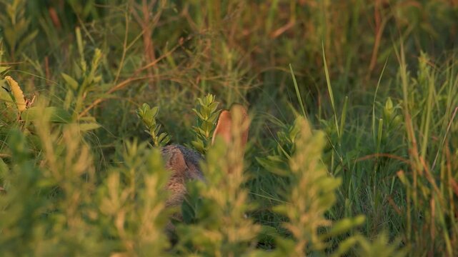 Close-up of a wild rabbit peeking through tall green grass at sunset