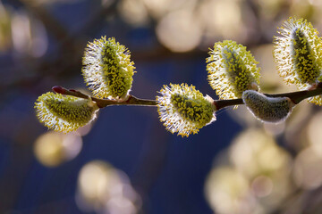 Weidenkätzchen im Frühling bei Sonnenuntergang