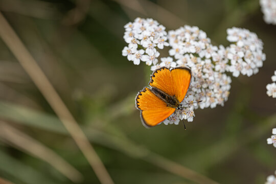 Papillon orang&eacute; pos&eacute; sur des fleurs blanches.