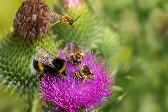 Gelbbindige Furchenbiene (Halictus scabiosae) und Dunkle Erdhummel (Bombus terrestris)	