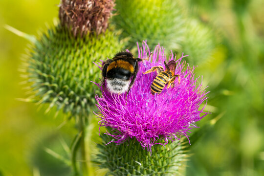 Gelbbindige Furchenbiene (Halictus scabiosae) und Dunkle Erdhummel (Bombus terrestris)	