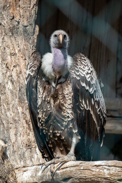 ​A large Ruppell's vulture stands on a thick branch, displaying its characteristic white-edged feathers and bare, purple-tinted neck.

