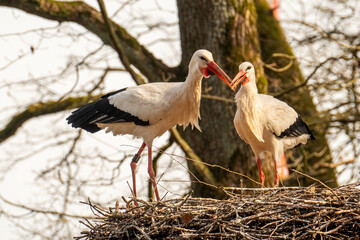 Two white storks stand facing each other in their nest, tilting their heads with slightly open beaks during a ritual.

