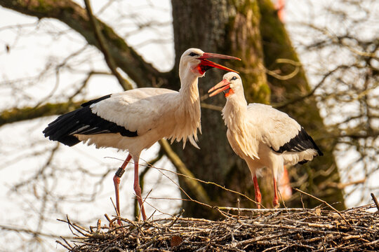 Two white storks stand together in their large nest, both with their beaks wide open in a loud clattering display.

