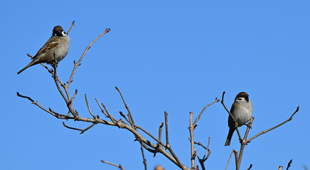 Mazurki, wróble polne, siedzące na gałęzi drzewa, zimą © Joanna