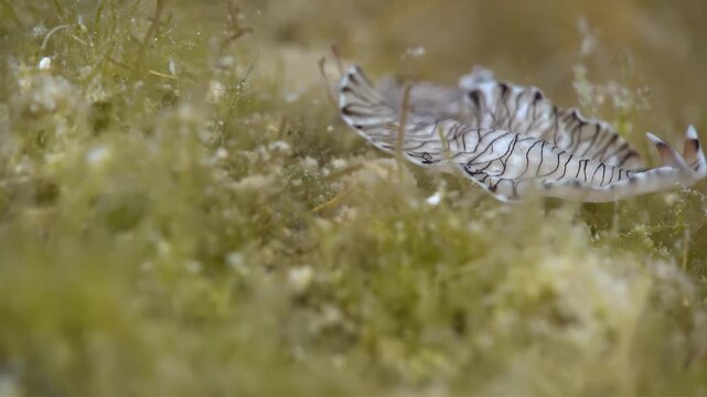 Close-up underwater footage of a striped flatworm moving through algae-covered seabed