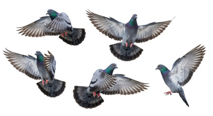Fototapeta premium ultra-realistic uhd photo of five common grey pigeons (rock doves) actively flapping wings in dynamic flight against a transparent background. Concept of avian motion study