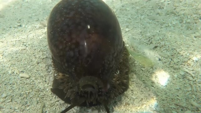 Underwater sea cucumber slowly crawling on sandy seabed with sunlight filtering through water