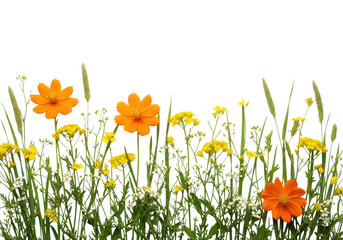 Fototapeta premium ultra photorealistic flat lay of an organic border made of bright orange cosmos, yellow and white wildflowers, and green grass against a transparent background with copy space. concept for spring