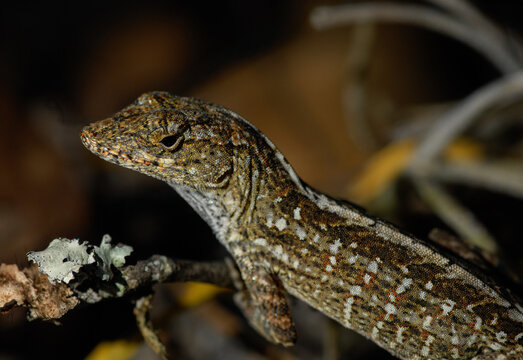 Brown Anole, Hernando Florida