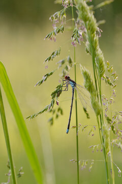 Gro&szlig;es Granatauge, Erythromma najas, M&auml;nnchen