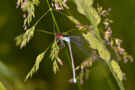 Gro&szlig;es Granatauge, Erythromma najas, M&auml;nnchen