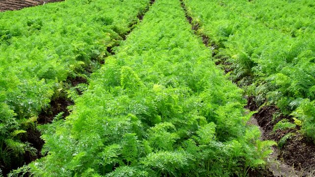 panning shot of Lush green carrot plants growing in neat rows on a fertile farm field in the Brakseng highlands, Malang, Southeast Asia. Concept of organic agriculture and sustainable vegetable farmin