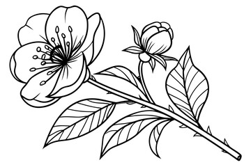 Obraz premium coloring page line art the peony flower black vector
