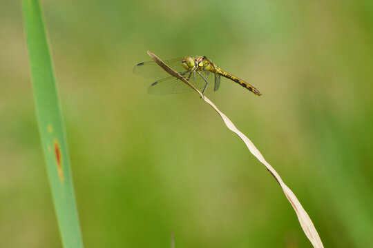 Blutrote Heidelibelle, Sympetrum sanguineum, Weibchen