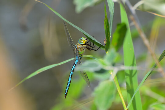 Libelle, Gro&szlig;e K&ouml;nigslibelle, Anax imperator