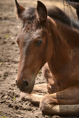 Obraz premium Close-Up Portrait of a Bay Foal with Expressive Eyes