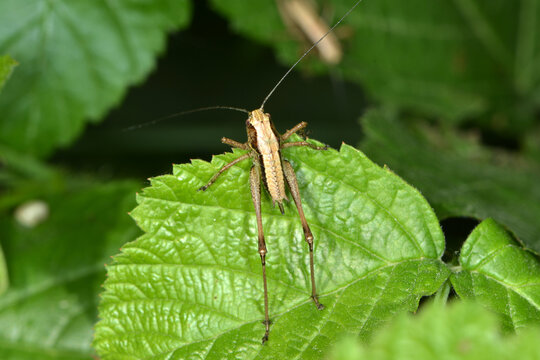 Gemeine Strauchschrecke,  Pholidoptera griseoaptera