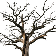 A bare-branched tree standing against a plain background