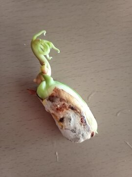 mango seed sprouting