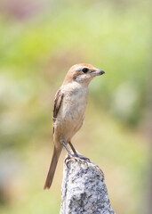 Juvenile Brown Shrike bird Sitting on a Stone in Bright Sunlight