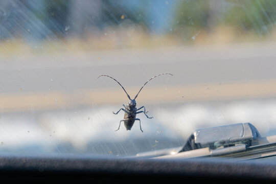 Close-up of a large longhorn beetle resting on a car windshield during a curious road trip encounter in Washington, USA