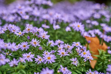 Obraz premium Beautiful purple aster flowers in a natural outdoor setting during autumn season