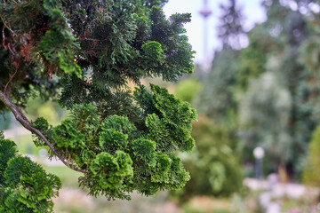 Close-up macro shot of vibrant green Hinoki cypress (Chamaecyparis obtusa) branches with dense, scale-like foliage in sharp focus. The ornamental conifer displays lush, textured greenery with intrica © Andrius