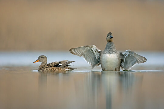 Gadwall (Mareca strepera) pair on a lake, male spreading wings.