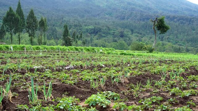 Green scallion (Allium fistulosum) and potato plants growing in soil rows at Brakseng highland farm Malang with mountain background, daytime panning video
