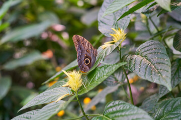 Fototapeta premium Blue morpho butterfly on a leaf in a botanical garden