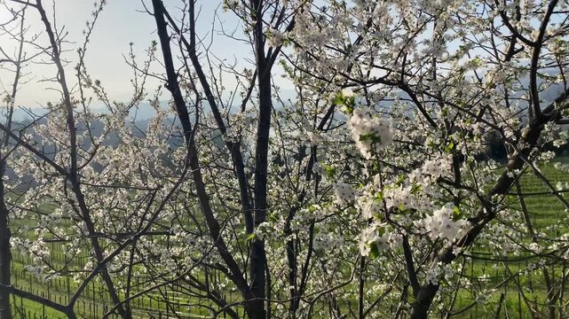 Albero con fiori bianchi in primavera